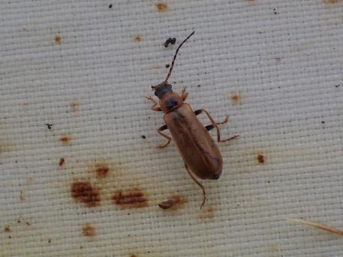 Rhagonycha nigriventris